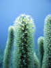soft corals 2