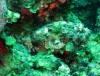 stonefish 1