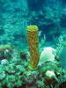 tube sponge 1